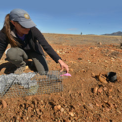 Holly Hicks is a Small Mammals Biologist for the Arizona Game & Fish Department.